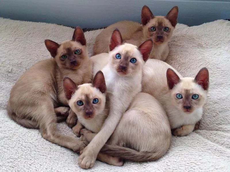 Tonkinese