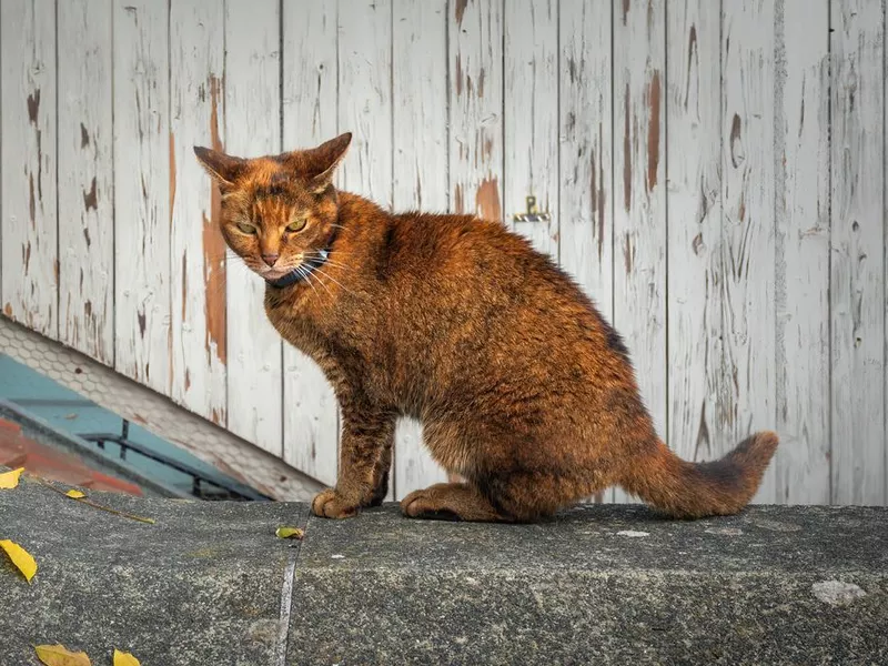 Red Chausie Cat with Collar