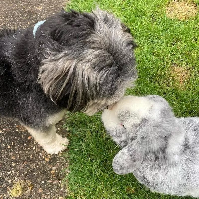 Cat and rabbit