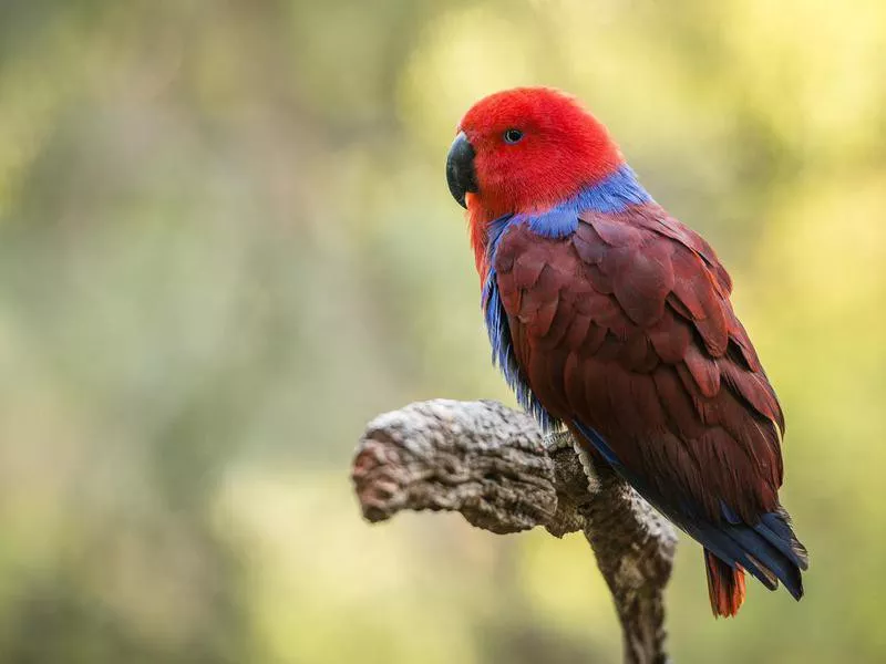 Vosmaeri Eclectus