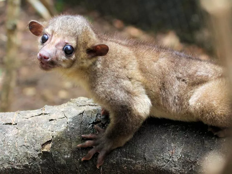 Kinkajou