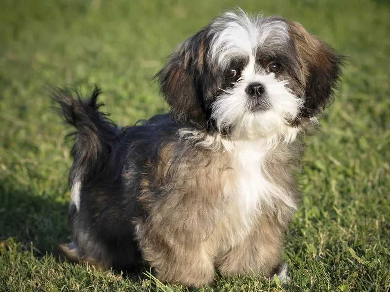 Shih Tzu standing