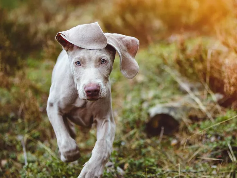 weimaraner