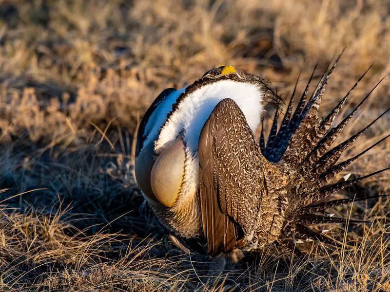 Greater sage-grouse