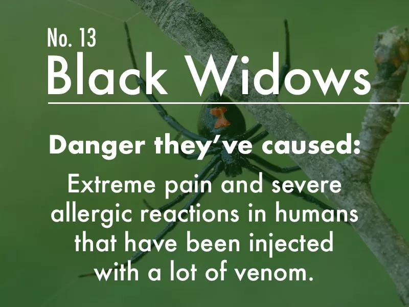 Black Widow dangers