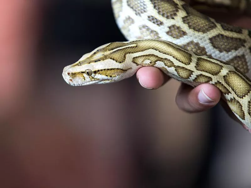 Burmese Python