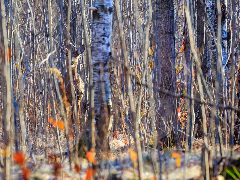 Camouflage Deer