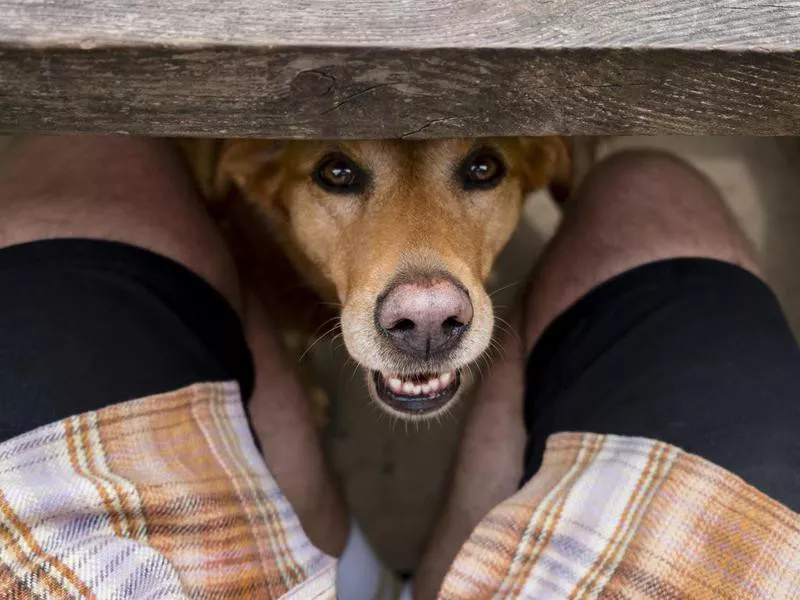 Peeking Labrador retriever