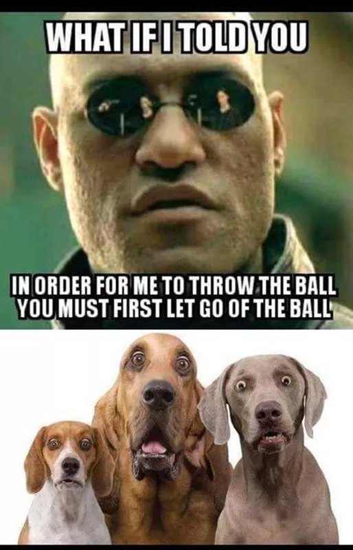 Morpheus schools dogs