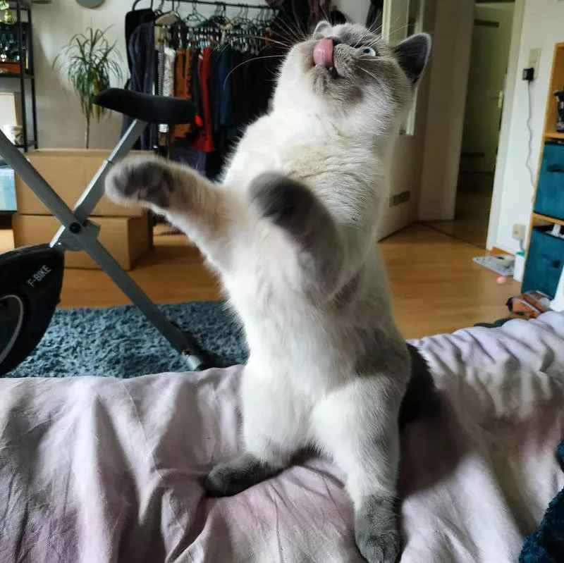 Gray cat with its tongue out