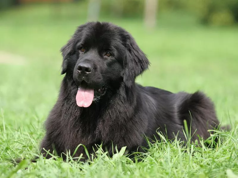 Newfoundland on grass