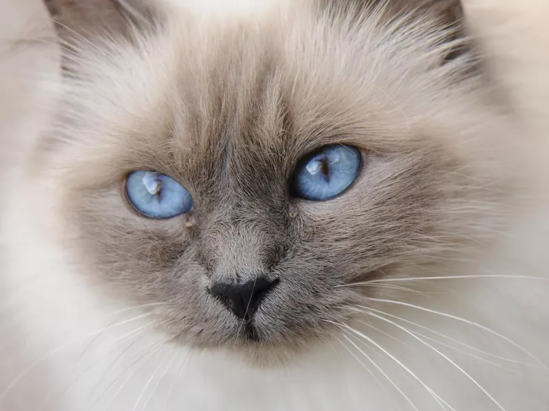 Blue Point Birman Cat