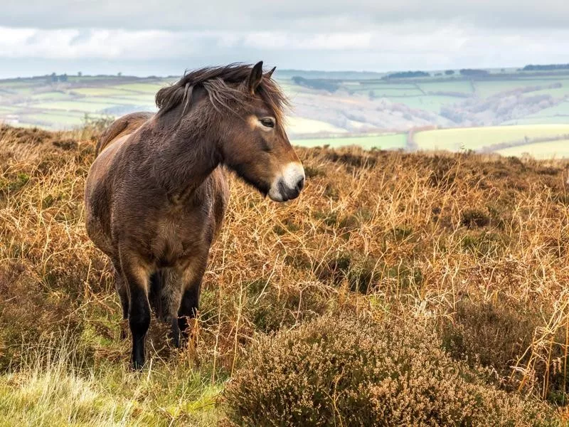 Exmoor Pony