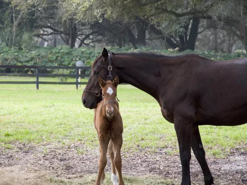 Mother and son