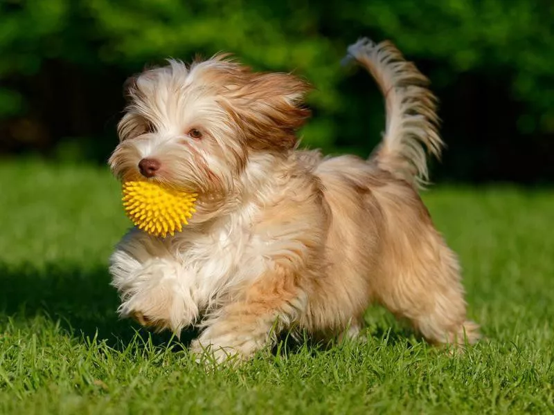 havanese