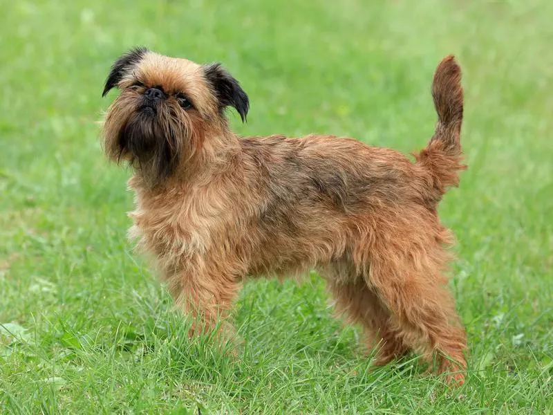 Goofiest Dog Breeds: Brussels Griffon