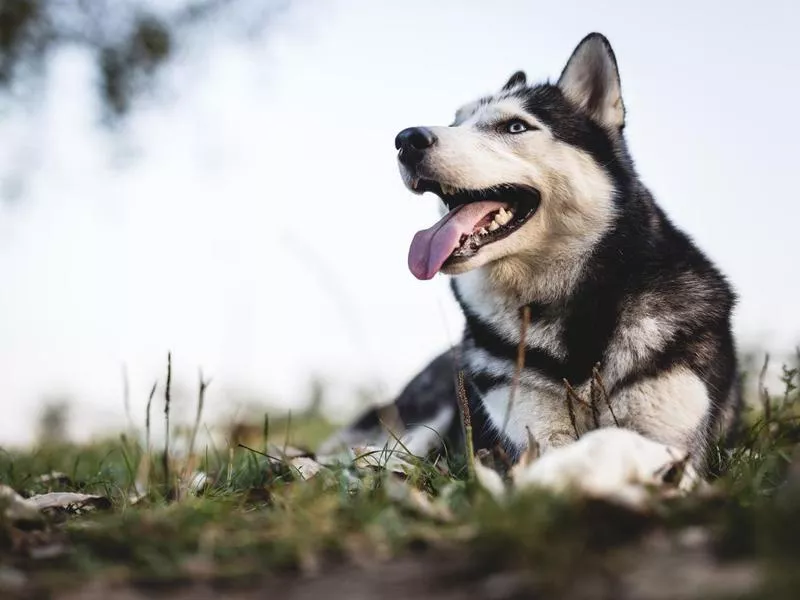 siberian