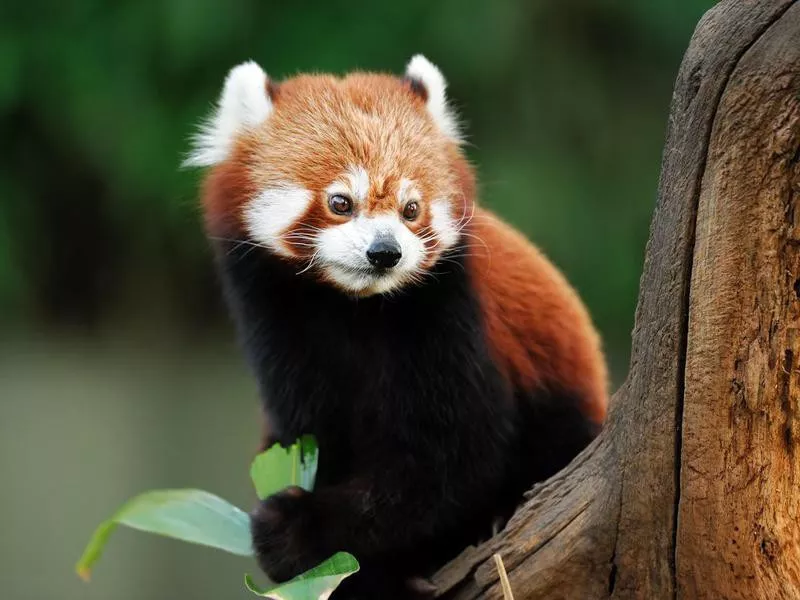 Red Panda