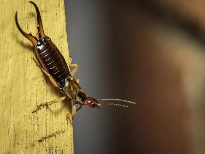 Giant Earwig