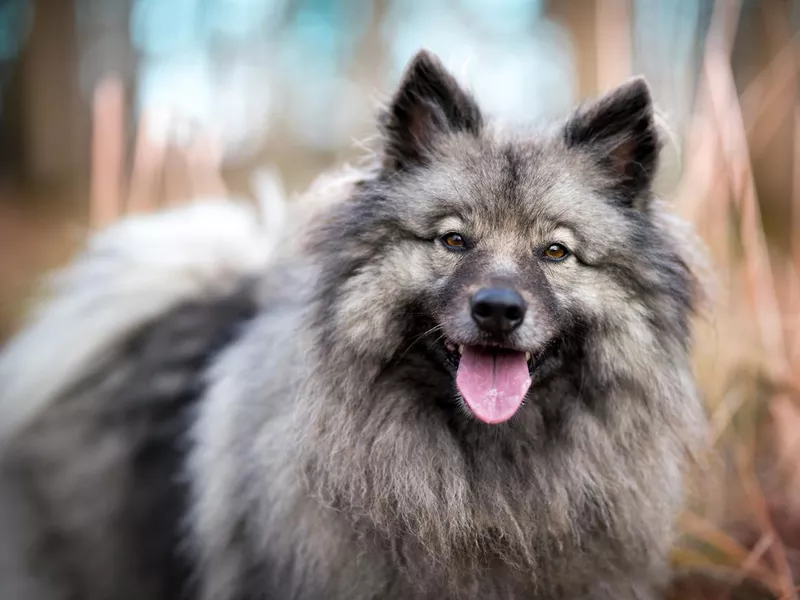 Gray dog Keeshond