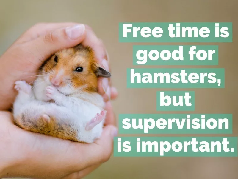 hamster