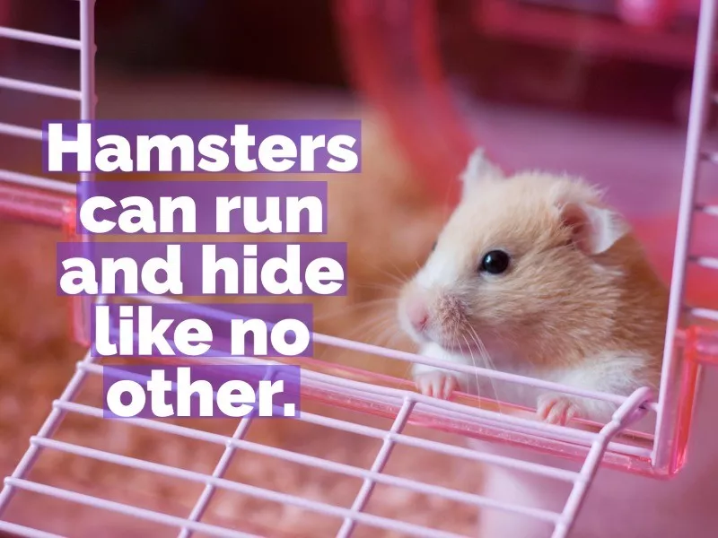 hamster