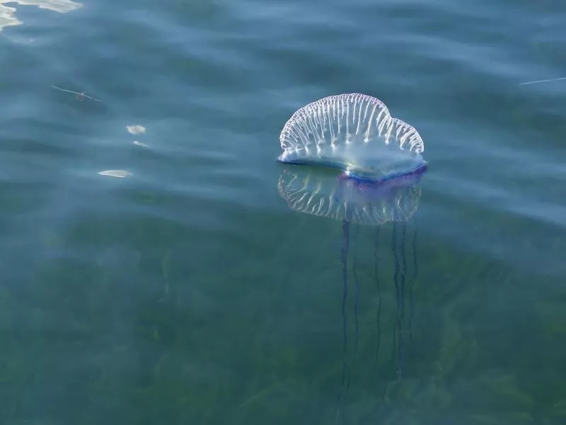 Portuguese Man-of-War