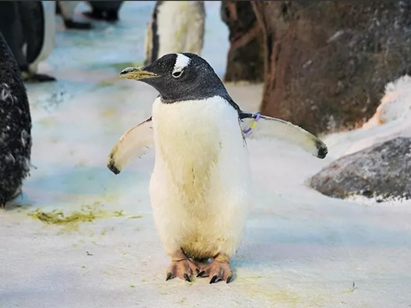 The Oldest-Living Penguin in Captivity