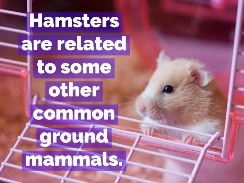 hamsters