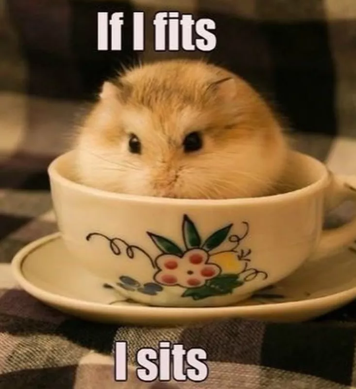 If I fits I sits meme