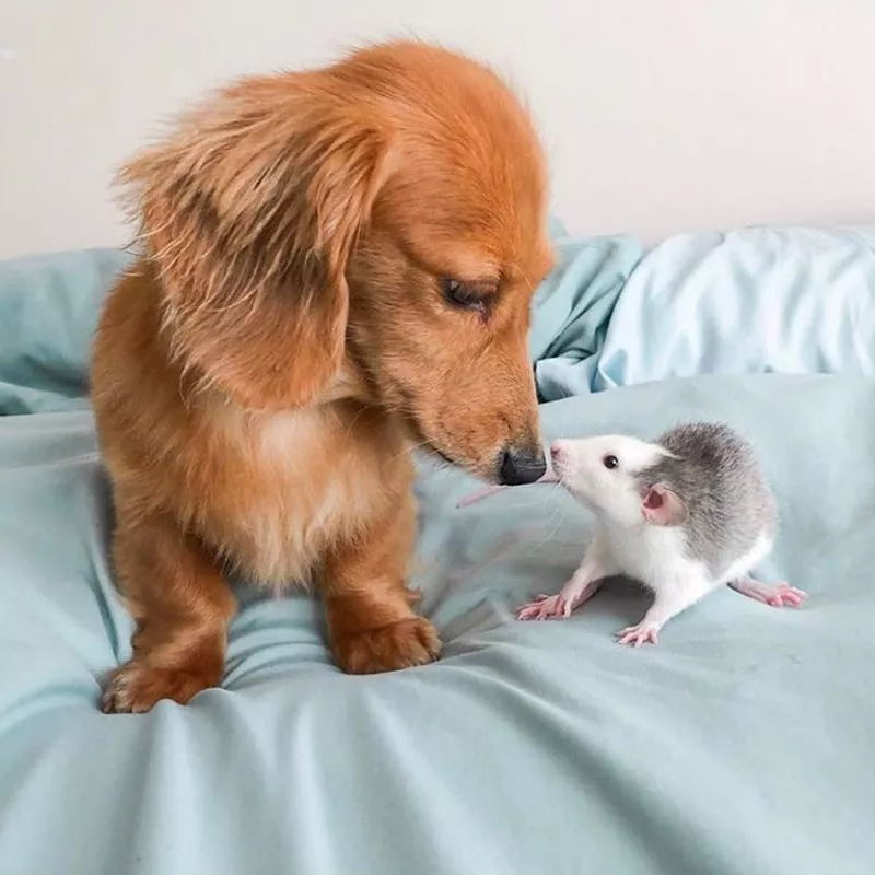 Dachshund and rat