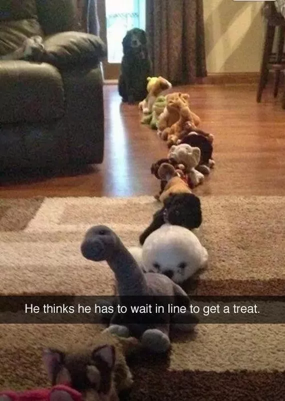 Dog waiting in line for a treat