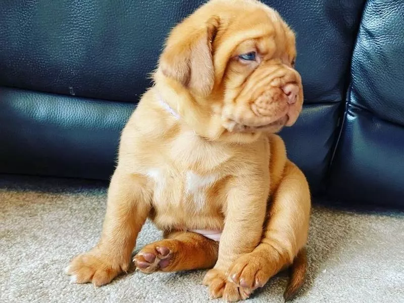 Dogue de Bordeaux