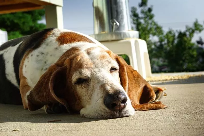 Basset Hound