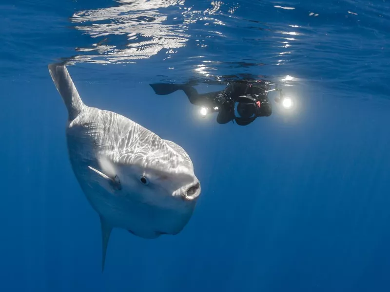 Pacific Sunfish