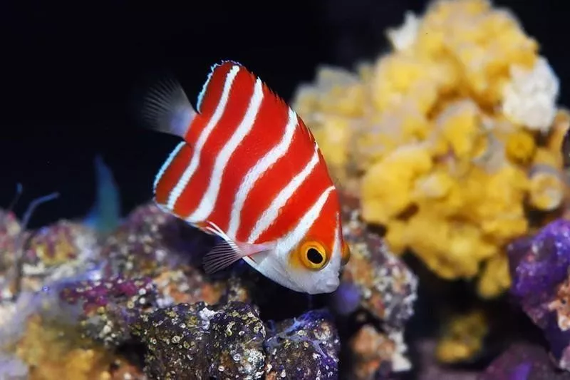 Peppermint Angelfish