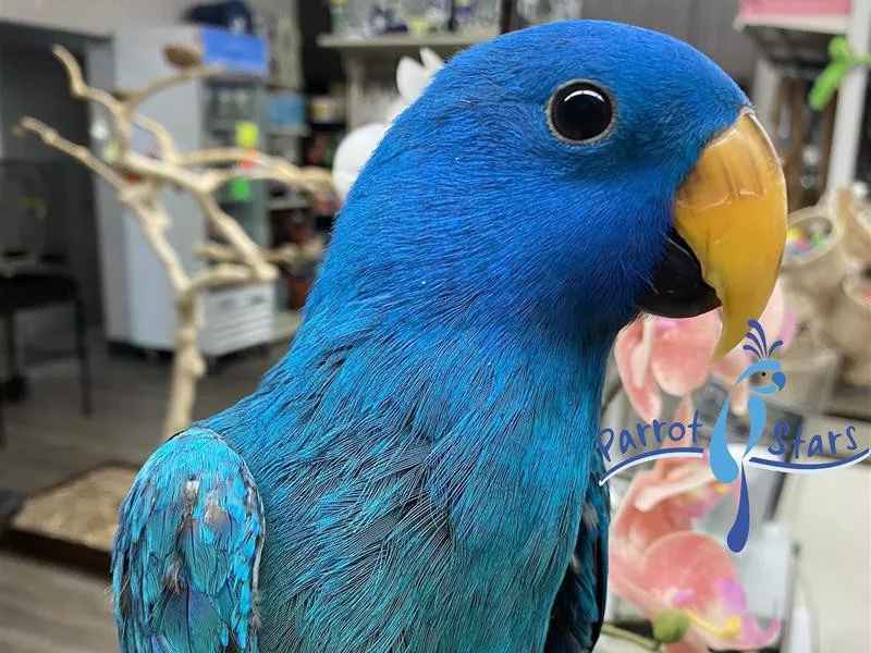 Blue Solomon Island Eclectus