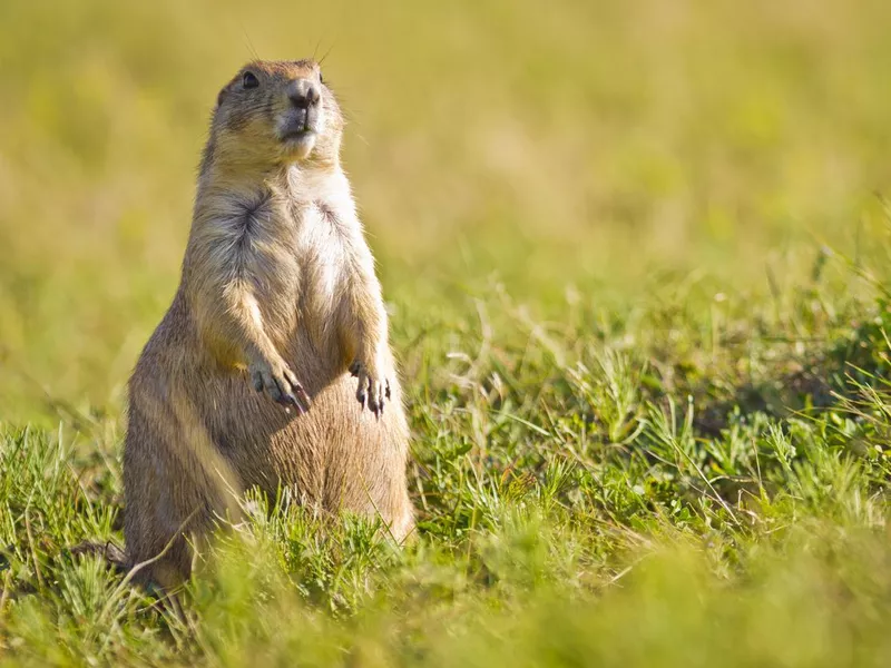 Prairie Dog