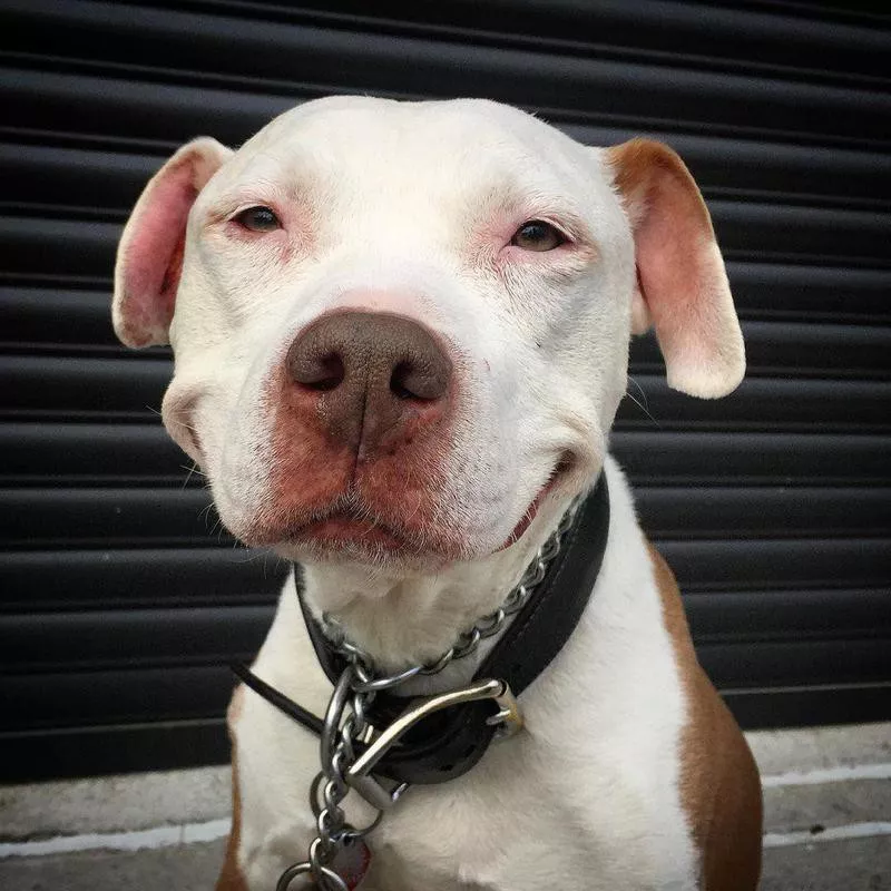 smiling dog