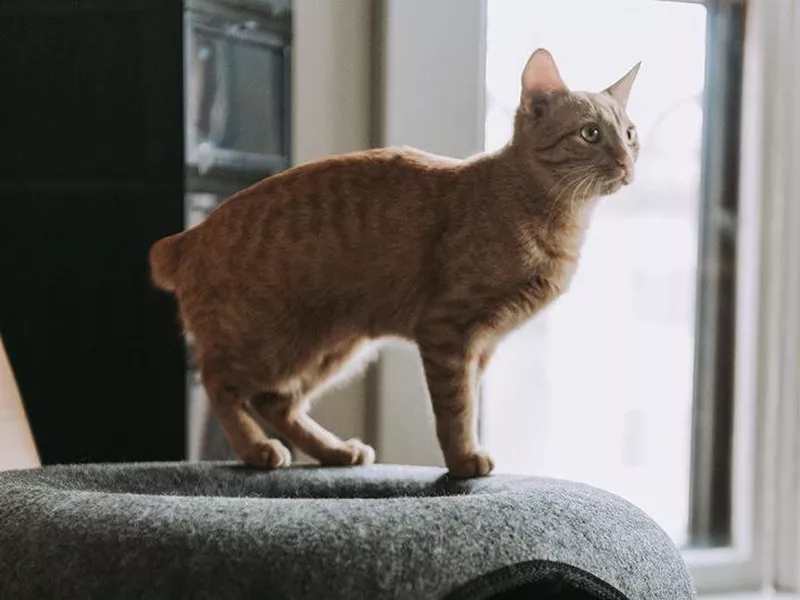 Manx on cat tree