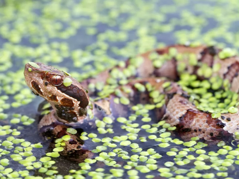 Water Moccasin