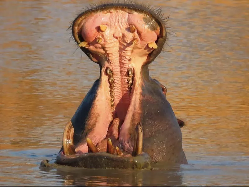 A hippo yawn