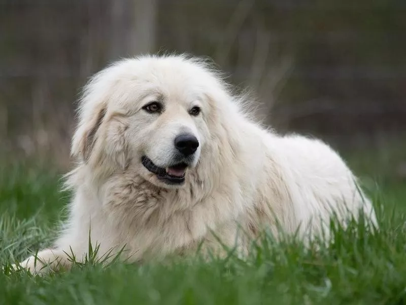 Great Pyrenees