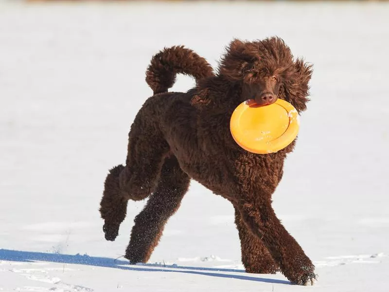 Poodle with a frisbee