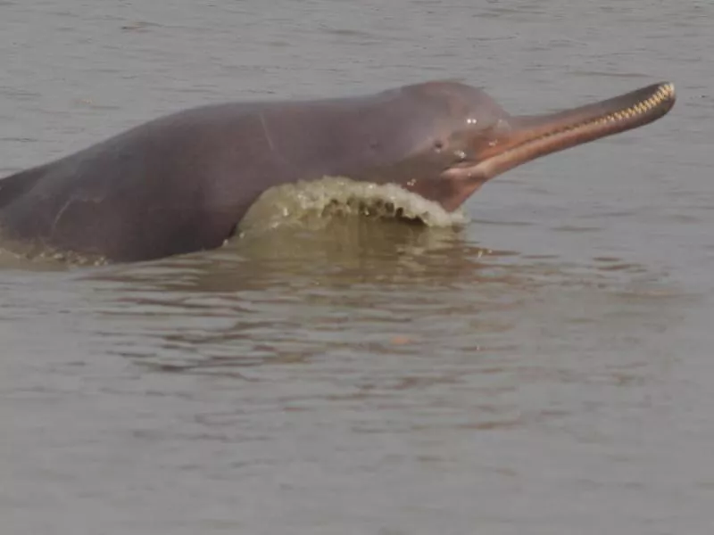 Ganges River Dolphin