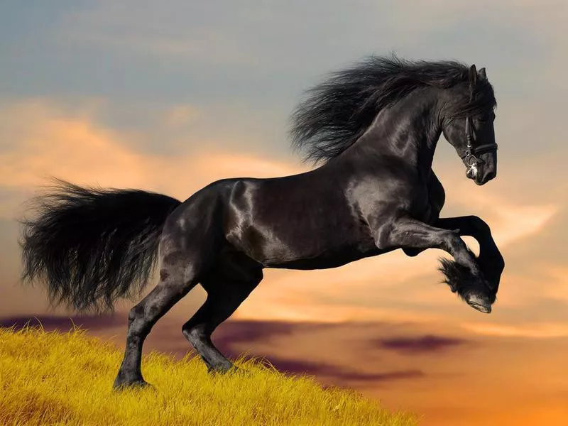 Friesian