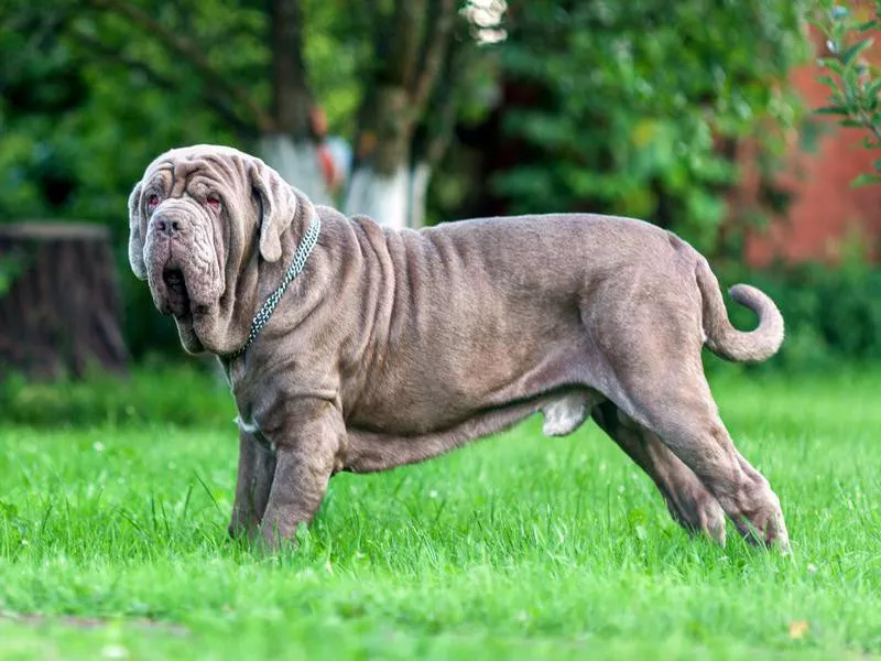 Goofiest Dog Breeds: Neapolitan Mastiff