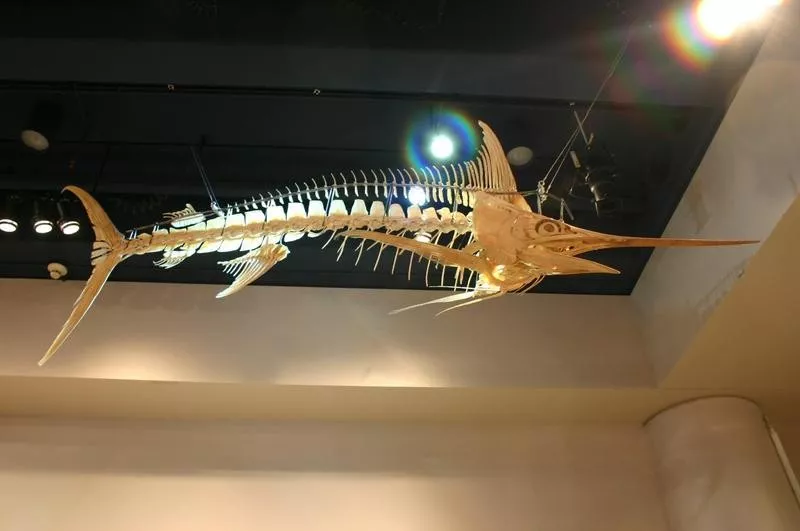 Atlantic Blue Marlin Skeleton