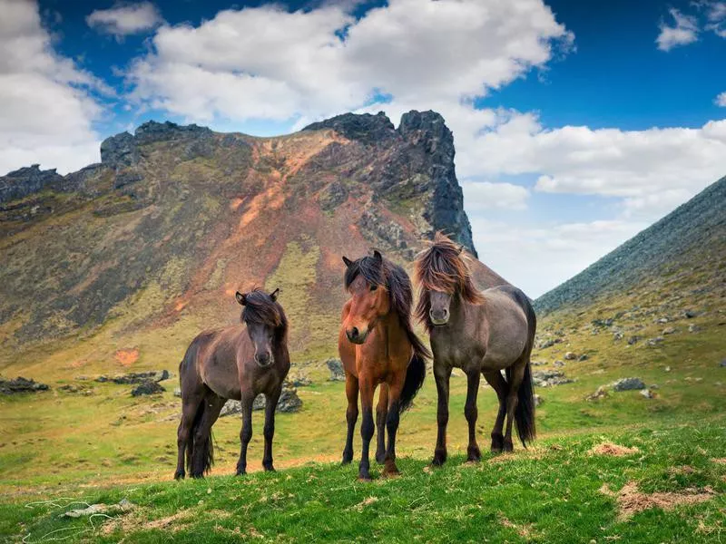 Icelandic horse