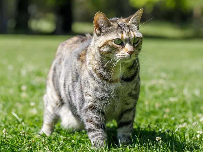 American Bobtail Cat on Grass